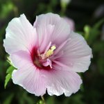 1a rose of sharon